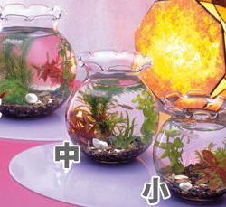 ポラン中