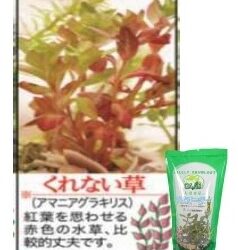 くれない草