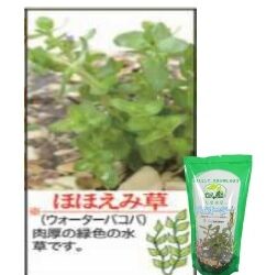 ほほえみ草