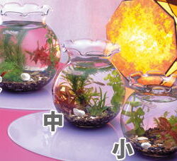 ポラン大　ガラス容器